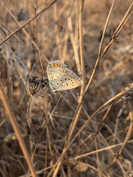 קובץ:2020-09-28T16 21 48.284806464973.jpg