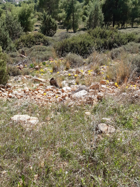 קובץ:2020-12-10T13 10 41.63996683926.jpg