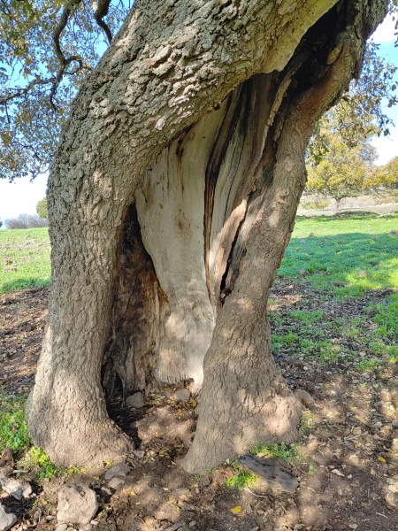 קובץ:2020-12-19T11 50 12.823093446214.jpg