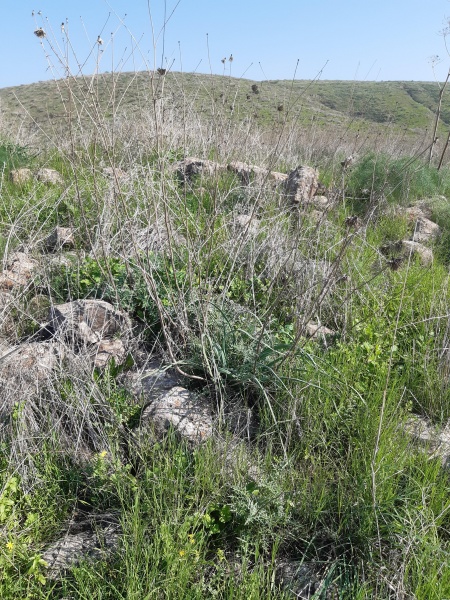 קובץ:2021-01-07T12 06 17.068388524443.jpg