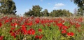 תמונה ממוזערת לגרסה מתאריך 09:17, 13 בפברואר 2021