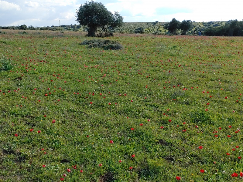 קובץ:2021-02-20T15 22 29.047479309805.jpg