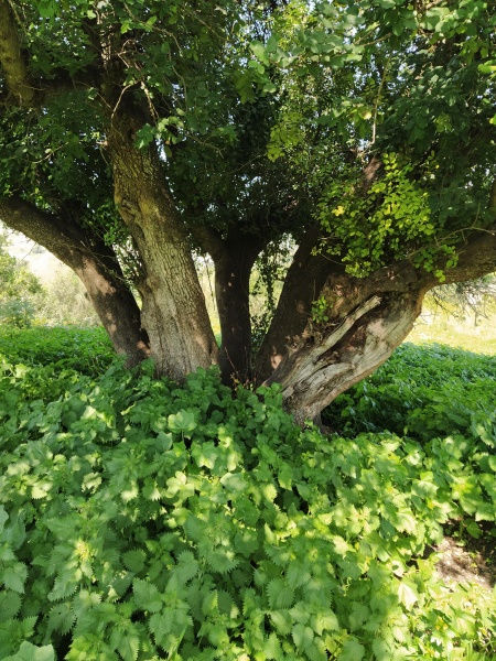 קובץ:2021-02-27T12 09 43.943799313798.jpg