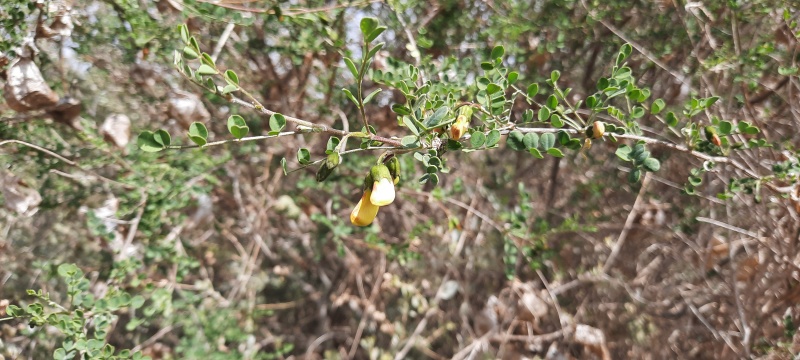 קובץ:2021-03-14T10 01 21.101327720852.jpg