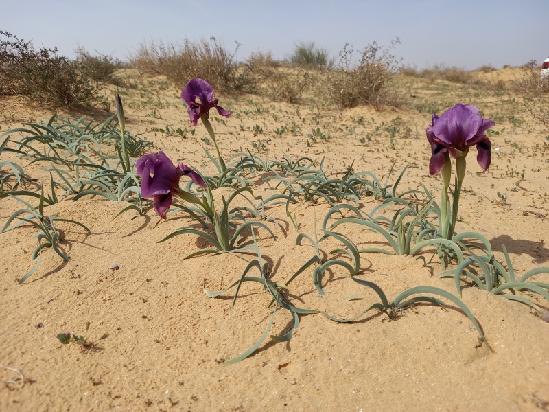 קובץ:2021-03-14T10 11 47.787090502997.jpg