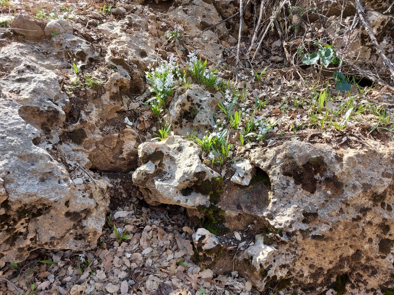 קובץ:2021-03-30T10 55 54.137585500132.jpg