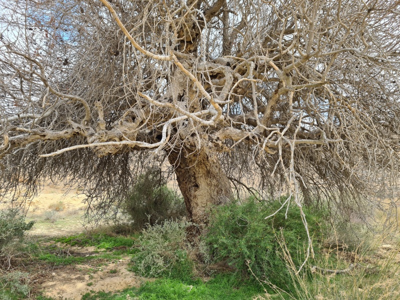 קובץ:2021-03-30T13 17 51.15855188459.jpg