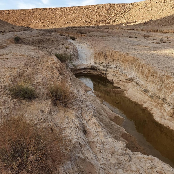 קובץ:2021-03-31T00 09 47.969215940749.jpg