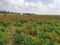 תמונה ממוזערת לגרסה מתאריך 07:59, 30 באוגוסט 2021