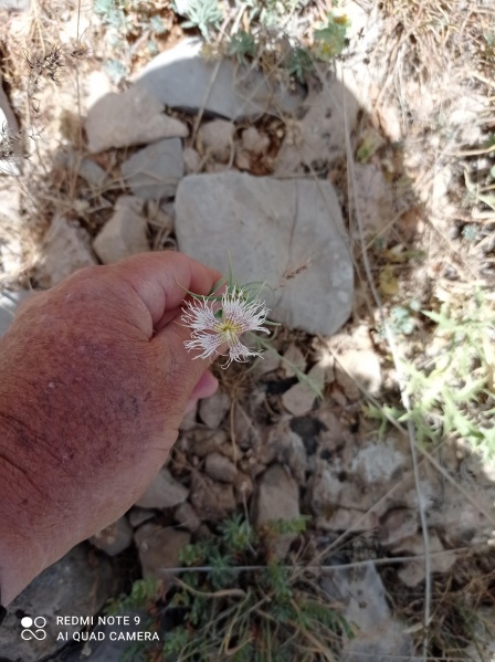 קובץ:2021-05-31T13 17 06.629311730864.jpg