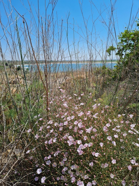 קובץ:2021-06-05T15 22 17.968479227289.jpg