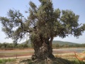 תמונה ממוזערת לגרסה מתאריך 08:17, 10 ביוני 2021