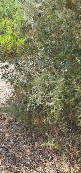 קובץ:2021-06-25T15 05 24.834833369209.jpg