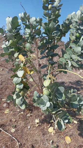 קובץ:2021-09-27T15 28 03.20527974573.jpg