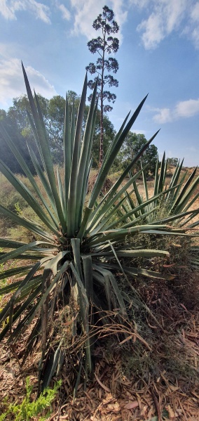 קובץ:2021-10-05T09 25 11.591396394810.jpg