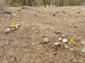 תמונה ממוזערת לגרסה מתאריך 10:26, 2 בנובמבר 2021