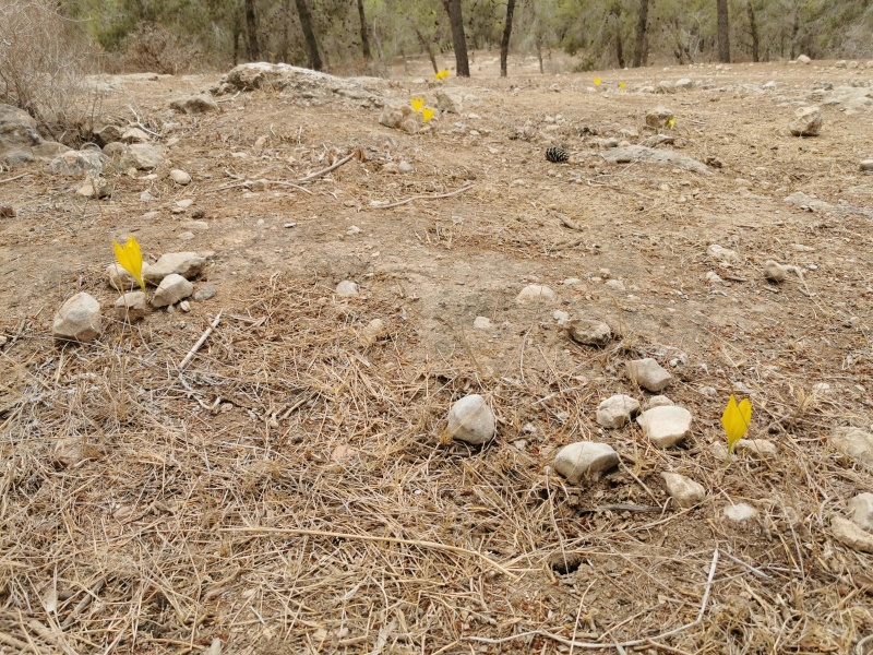 קובץ:2021-11-02T12 28 15.586061664880.jpg