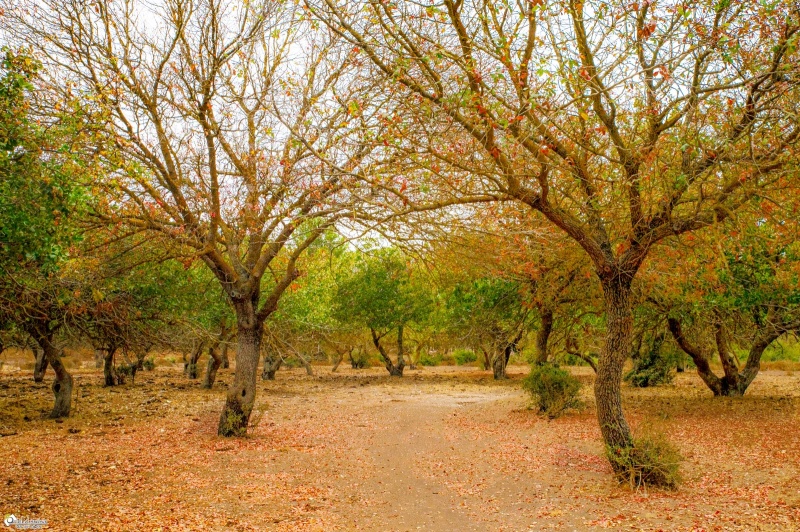 קובץ:2021-11-03T01 05 15.341191941763.jpg