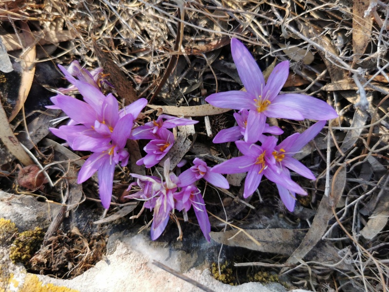 קובץ:2021-11-04T11 26 21.854143100789.jpg