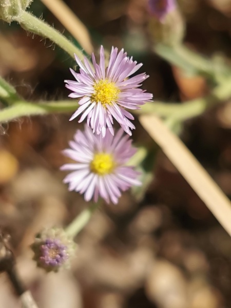 קובץ:2021-11-09T10 59 57.121337855378.jpg