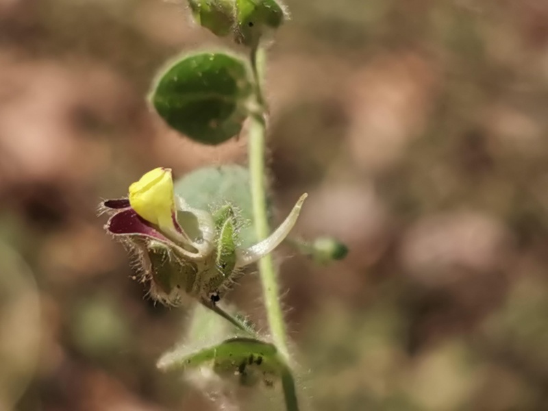 קובץ:2021-11-09T11 34 40.006085426259.jpg