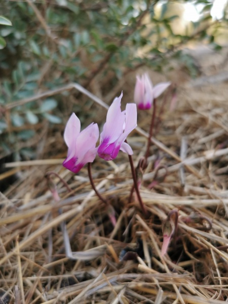 קובץ:2021-11-10T11 17 47.911042685707.jpg