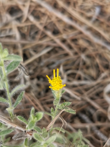 קובץ:2021-11-10T12 12 59.665315964951.jpg