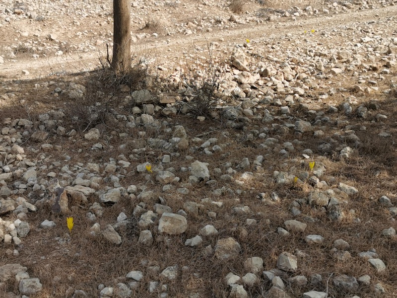 קובץ:2021-11-11T10 57 48.939619790085.jpg