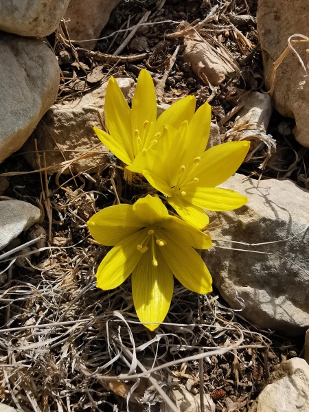קובץ:2021-11-11T11 24 18.68329426541.jpg