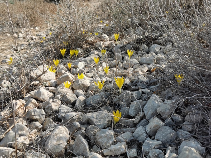 קובץ:2021-11-11T13 06 45.731414795620.jpg