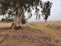 תמונה ממוזערת לגרסה מתאריך 13:07, 13 בנובמבר 2021