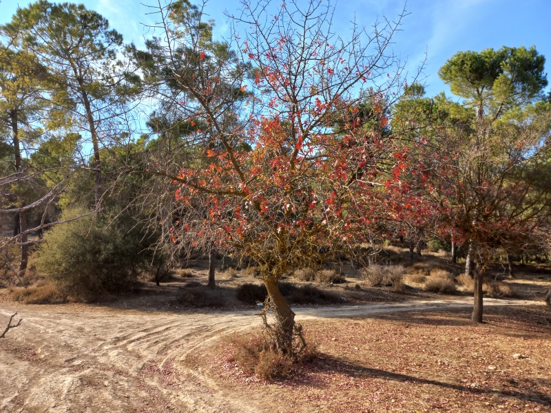 קובץ:2021-11-15T19 05 28.519255244331.jpg