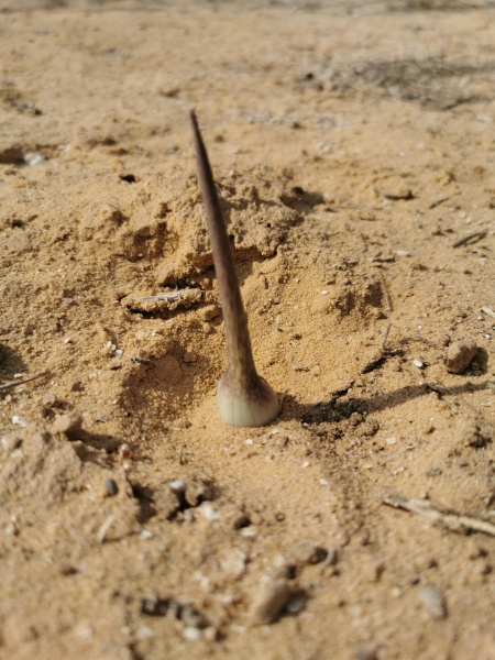 קובץ:2021-11-18T11 32 19.533790719047.jpg