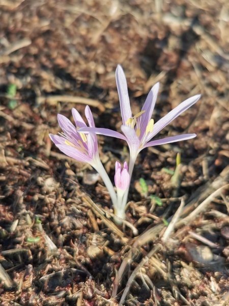 קובץ:2021-11-24T08 28 10.446034966196.jpg