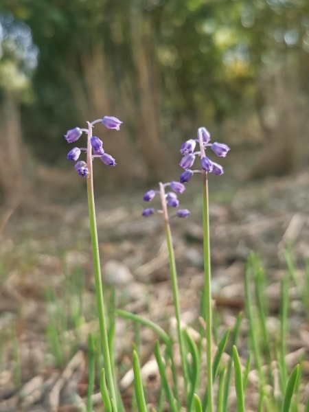 קובץ:2021-11-28T08 17 16.723622992577.jpg