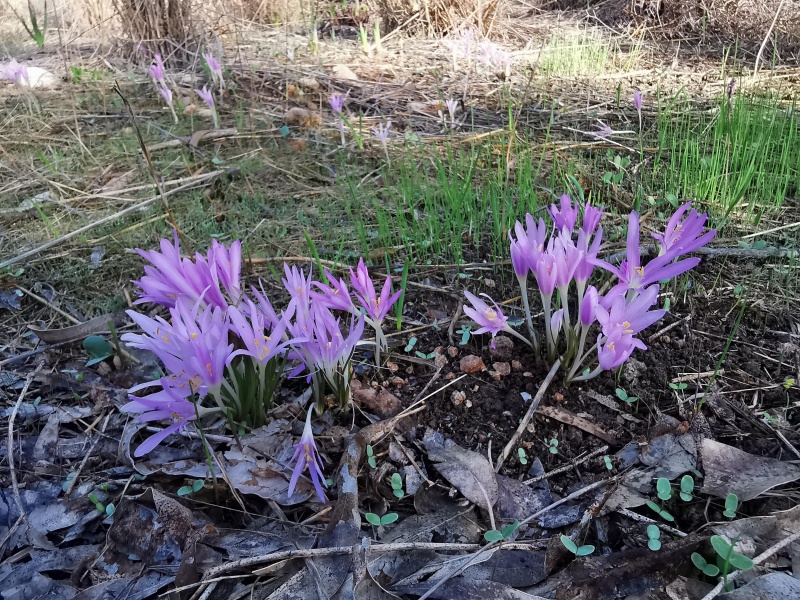 קובץ:2021-11-28T08 17 26.505934342953.jpg