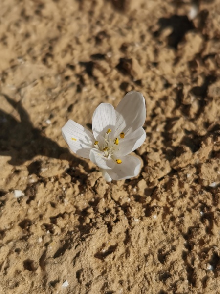 קובץ:2021-11-28T11 18 36.051456301280.jpg