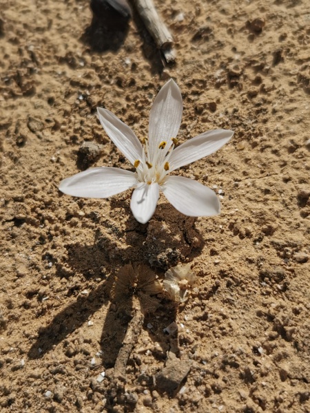 קובץ:2021-11-28T11 29 09.302361322561.jpg
