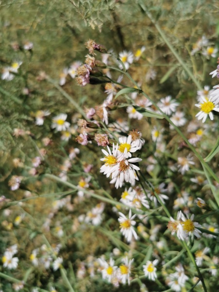 קובץ:2021-11-30T10 36 27.517774378560.jpg