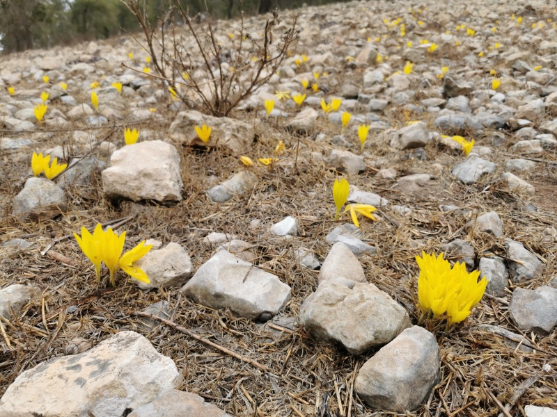 קובץ:2021-12-01T11 44 03.787239263244.jpg