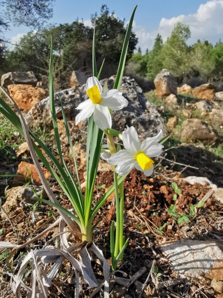 קובץ:2021-12-05T10 36 26.742753867499.jpg