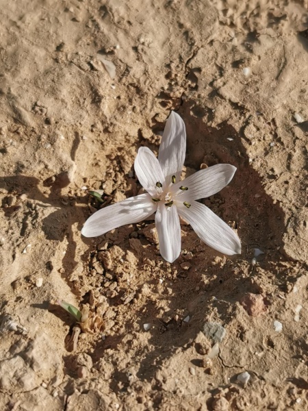 קובץ:2021-12-11T09 12 46.04151610489.jpg