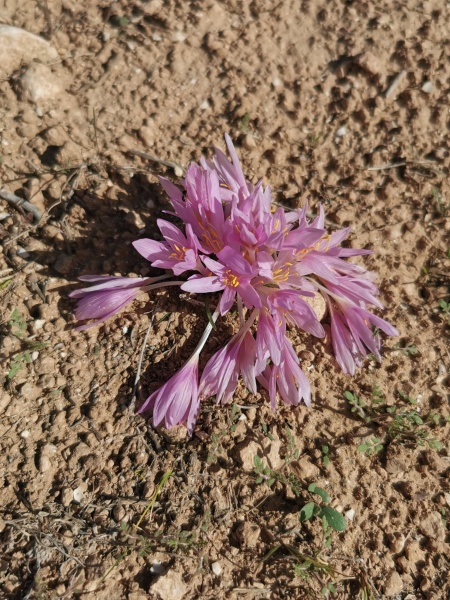 קובץ:2021-12-11T11 29 34.450206951234.jpg