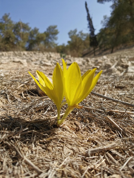 קובץ:2021-12-11T12 14 08.602089403604.jpg