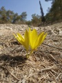 תמונה ממוזערת לגרסה מתאריך 10:11, 11 בדצמבר 2021
