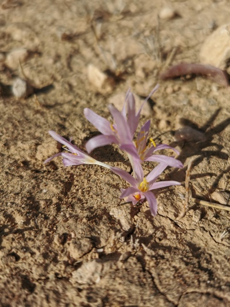 קובץ:2021-12-11T12 25 49.116517580262.jpg