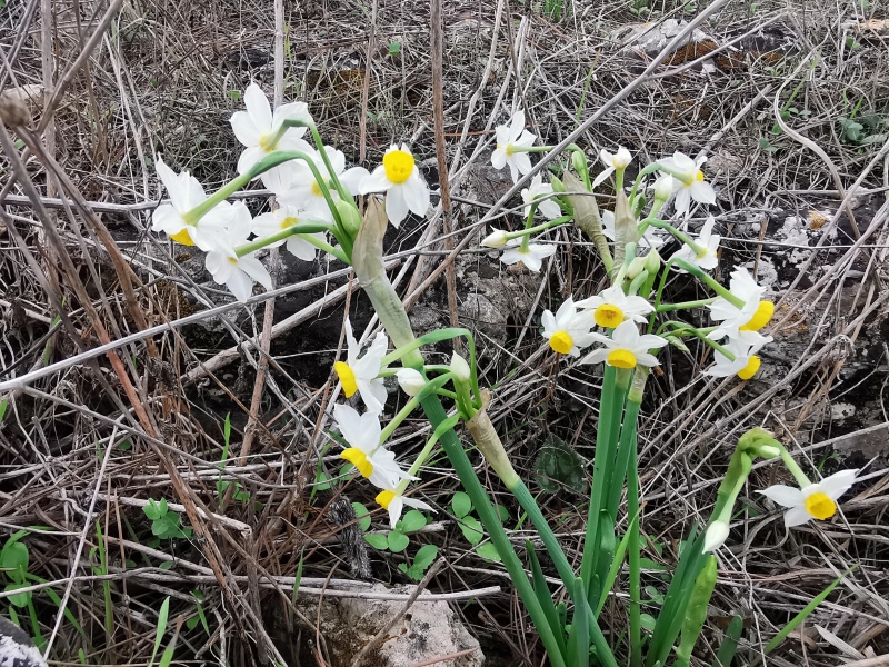 קובץ:2021-12-12T12 56 09.415152725425.jpg