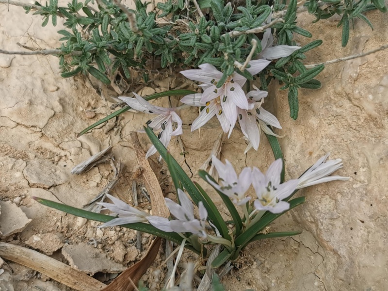 קובץ:2021-12-15T09 52 53.569266833161.jpg