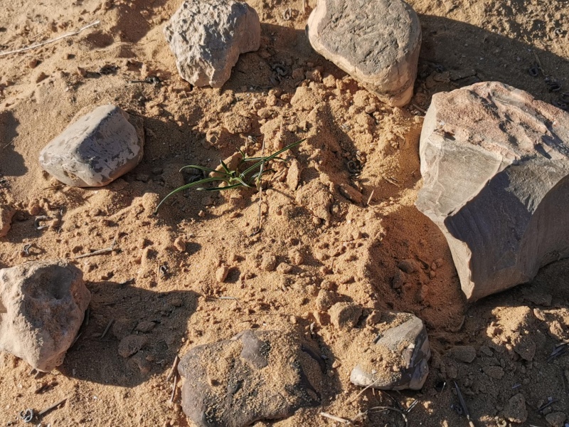 קובץ:2021-12-18T08 16 50.501651959410.jpg
