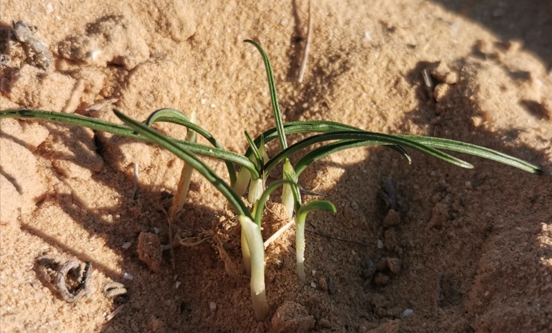 קובץ:2021-12-18T08 17 00.617769662365.jpg